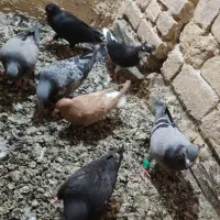 کفتر هوایی زدوخوردی