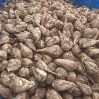 چغندرقند درجه ۱