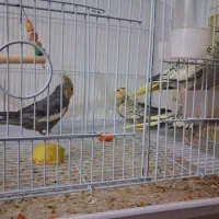 عروس هلندی