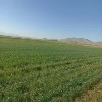 نیازمند چوپان