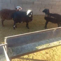 سه عدد بره ۱عدد بز ۱عدد نربز ۱عدد بزغاله نر