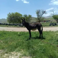 الاغ نر مثل اسب