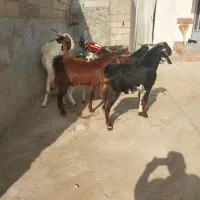 بز غاله نر ویک تکه تخمی داشتی وزن بالا|حیوانات مزرعه|گنبد کاووس, |دیوار