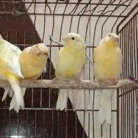 قناری در حمیدیه