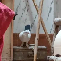 گروه عشق بازان زابل زاهدان