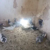 کبوترنوبازی|پرنده|مشهد, نیزه|دیوار