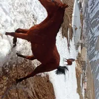 فروش اسب|اسب و تجهیزات اسب‌سواری|سارال, |دیوار