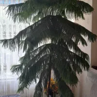 کاج مطبق