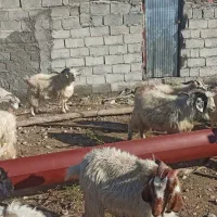 فروش تعدادی نری کورکی