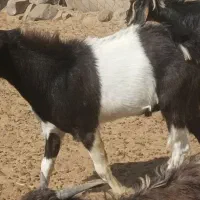 فروش فوری چبش پاکستانی و دورگه قیمت زیر فی بازار|حیوانات مزرعه|جلگه ماژان, |دیوار