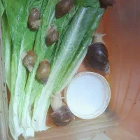 حلزون البینو
