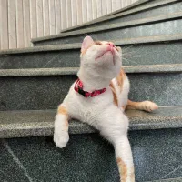 گربه نر ۱ ساله واکسن زده و عقیم شده|گربه|رشت, استقامت ۱|دیوار