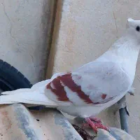 کبوتر نباتی|پرنده|دورود, |دیوار