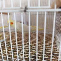 دوجفت لوتینومولد تضمینی معاوضه باگرینچیک اوقون فری|پرنده|گنبد کاووس, |دیوار