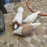 طوقی پشتدار سفید|پرنده|محمدیه-قزوین, |دیوار