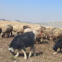 دوعدد بز داشتی