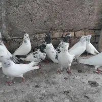 پاکستانی|پرنده|اندیمشک, |دیوار