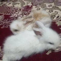 دوعددخرگوش لپ پشمالو ناز