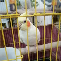 عروس هلندی|پرنده|شیراز, کوشک میدان|دیوار