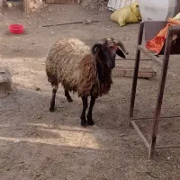 یک عدد بره نر