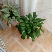گل خانگی|گل و گیاه طبیعی|آستارا, |دیوار