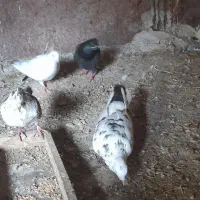 کبوتر