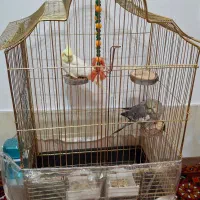 عروس هلندی جفت