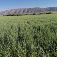 زمین کشاورزی و باغ