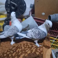جفت پشت به شرط|پرنده|مشهد, کوشش|دیوار