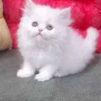 زیباترین گربه های خونگی با تربیت عالی|گربه|شیراز, درکی|دیوار