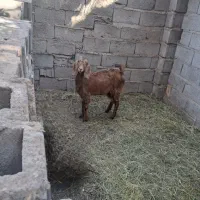 دوزدیده شدن|حیوانات|گنبکی, |دیوار