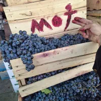 انگور دیم سردشت کردستان