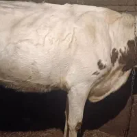 گاو سمینتال سفید|حیوانات مزرعه|نوشین شهر, |دیوار