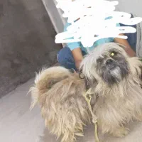 سگ شیتوز درجه یک