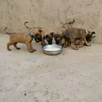 توله سگ مالینویز نروماده