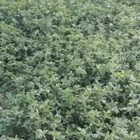 یونجه خوشک پرس ب فروش می‌رسد تعداد ۵۰ عدد