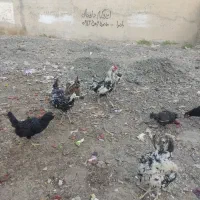 مرغ وخروس|حیوانات مزرعه|رامهرمز, |دیوار