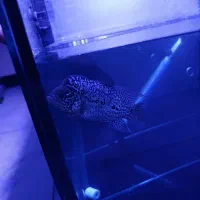 فلاور کینگ کامفا تاپ گرید وارداتی|ماهی|سهند, |دیوار