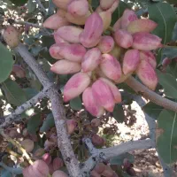 پسته رسیده تمام خندان