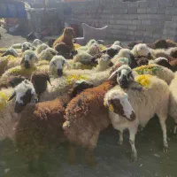 گوسفند زنده باسکول قیمت مناسب