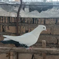 کبوتر گرفتنی