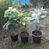 نهال دوساله آووکادو|گل و گیاه طبیعی|لیسار, |دیوار