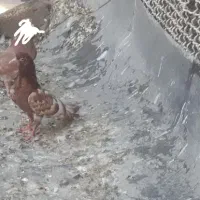 کبوتر گمشده