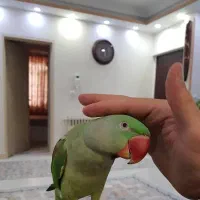 شاه طوطی اسکندر جوان  فوق دستی سخنگو