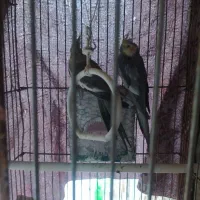 عروس هلندی .لاری