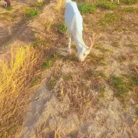 سلام خروس خانگی