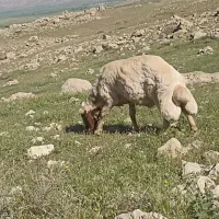 قوچ|حیوانات مزرعه|سرپل ذهاب, |دیوار