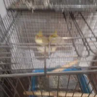 عروس هلندی نر ماده