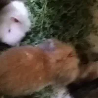 خرگوش لپ|موش و خرگوش|کرمان, |دیوار