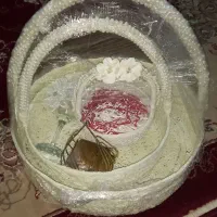 سبذ نامزدی وحنابندون 650